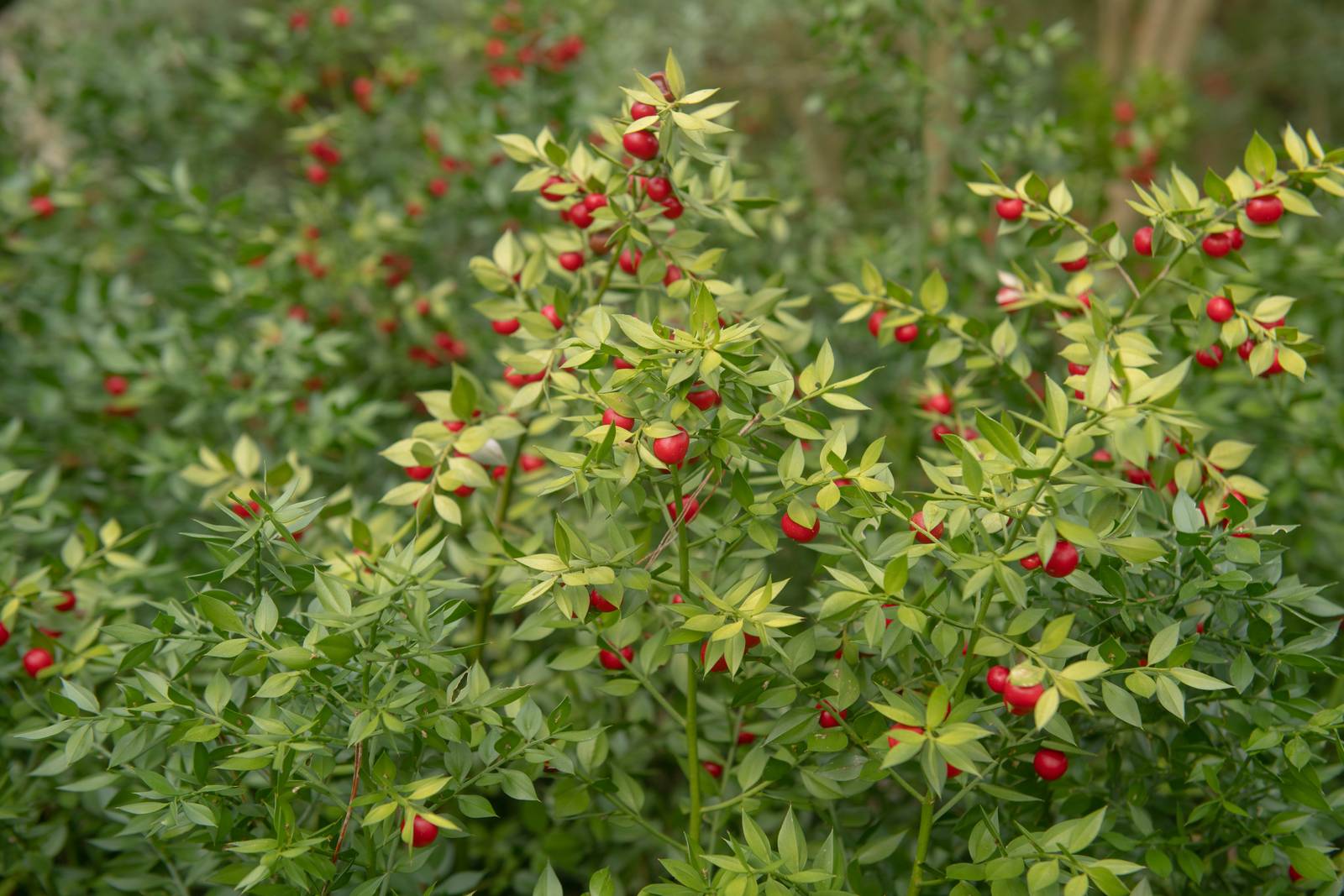 Le bacche di pungitopo maturano a partire dalla fine dell'estate e rimangono sulla pianta durante l'inverno.