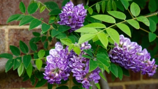 wisteria-frutescens wisteria-frutescens