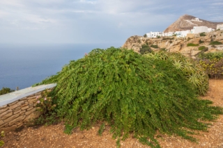 La pianta del cappero predilige i climi mediterranei. La pianta del cappero predilige i climi mediterranei.