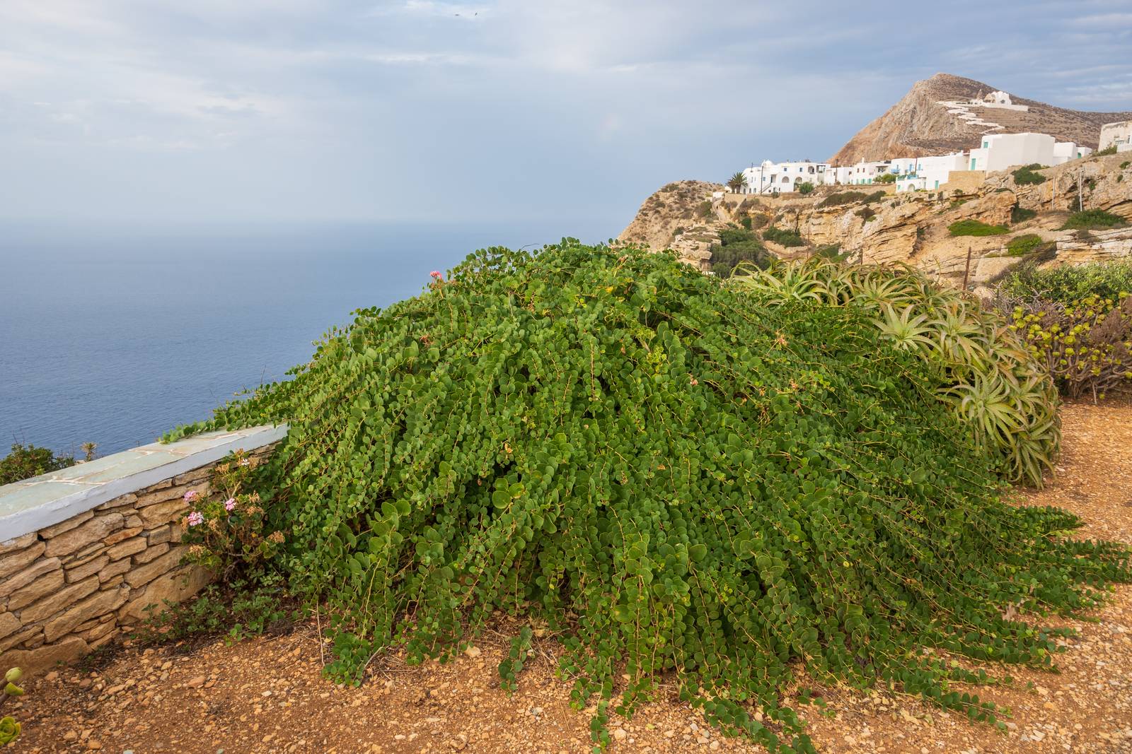 La pianta del cappero predilige i climi mediterranei.