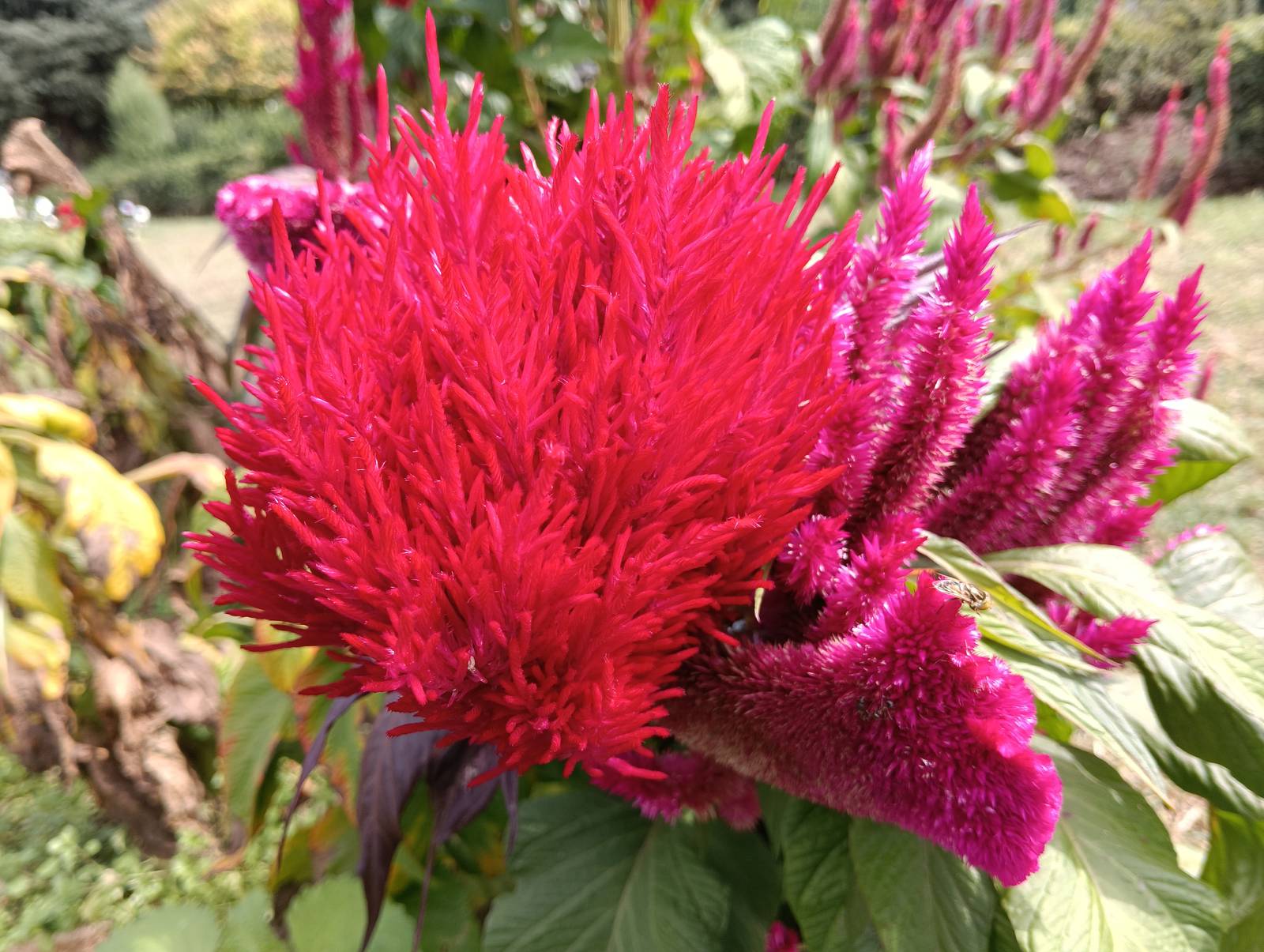 In foto, un esempio di celosia argentea verietà "New look red". In foto, un esempio di celosia argentea verietà "New look red".