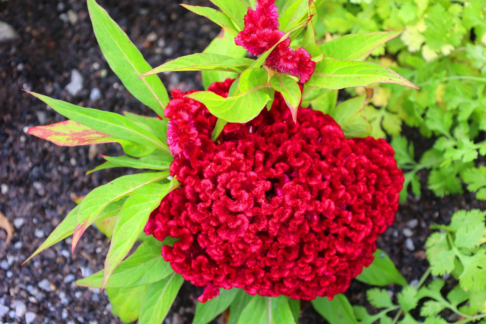 In foto, un esemplare di celosia cristata. In foto, un esemplare di celosia cristata.