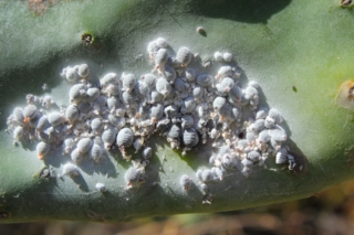 Cocciniglie farinose o cotonose, si caratterizza per il suo aspetto cotonoso dovuto alla cera fibrosa che copre il corpo. Insetto di piccole dimensioni, sotto la cera può essere di colore giallognolo o roseo. Le femmine adulte raggiungono i 2-4 mm di lunghezza mentre i maschi non hanno una cera a copertura ma sono simili a piccoli moscerini bianchi. Cocciniglie farinose o cotonose, si caratterizza per il suo aspetto cotonoso dovuto alla cera fibrosa che copre il corpo. Insetto di piccole dimensioni, sotto la cera può essere di colore giallognolo o roseo. Le femmine adulte raggiungono i 2-4 mm di lunghezza mentre i maschi non hanno una cera a copertura ma sono simili a piccoli moscerini bianchi.