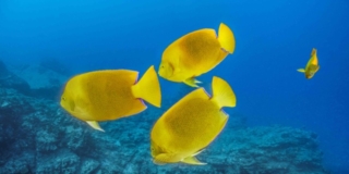 Milano, The Living Sea, Clarion angelfish Socorro_Mexico_February 2021_© Hussain Aga Khan Milano, The Living Sea, Clarion angelfish Socorro_Mexico_February 2021_© Hussain Aga Khan