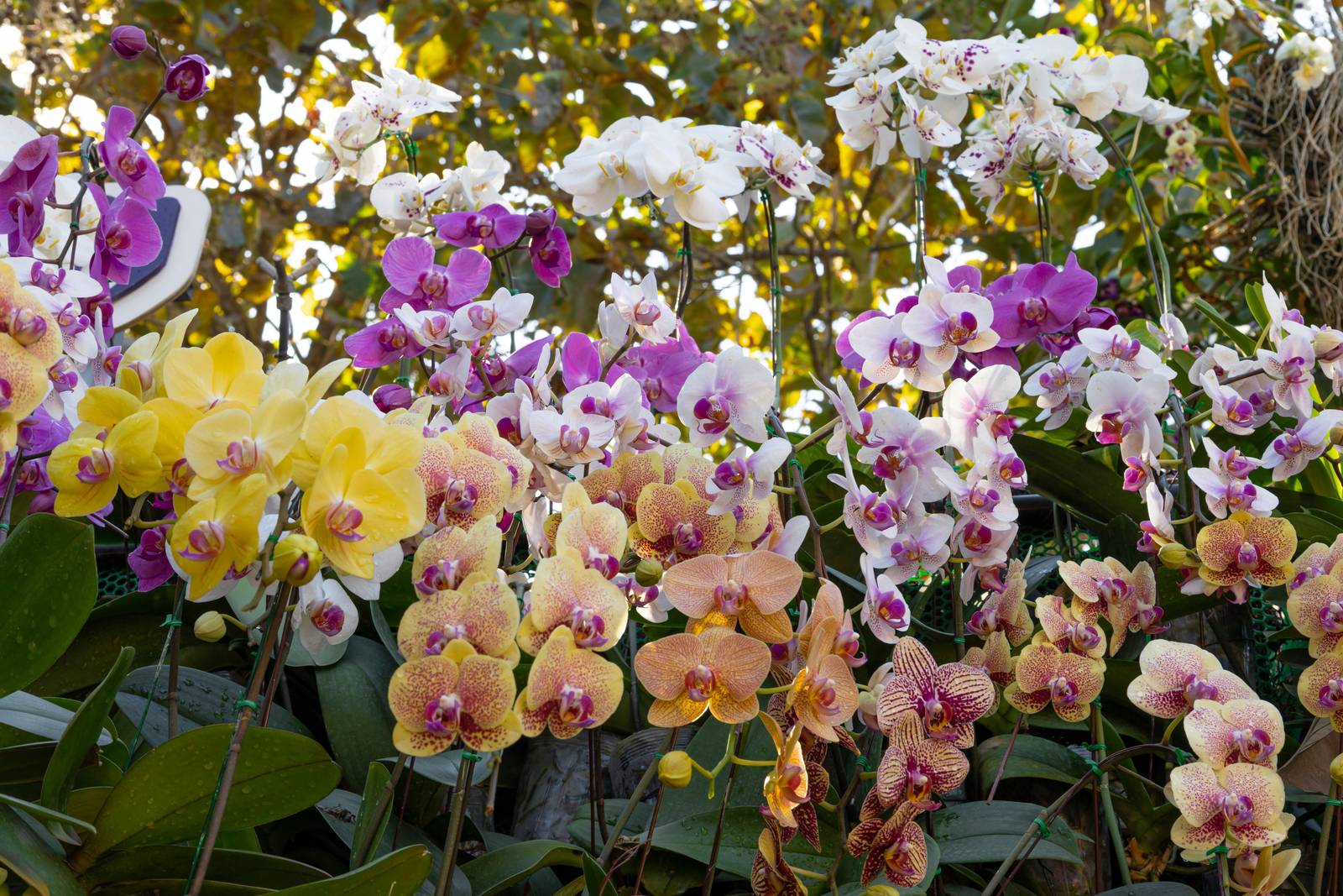 L'orchidea phalaenopsis necessita di un'esposizione luminosa e brillante ma evitando l'irraggiamento diretto.