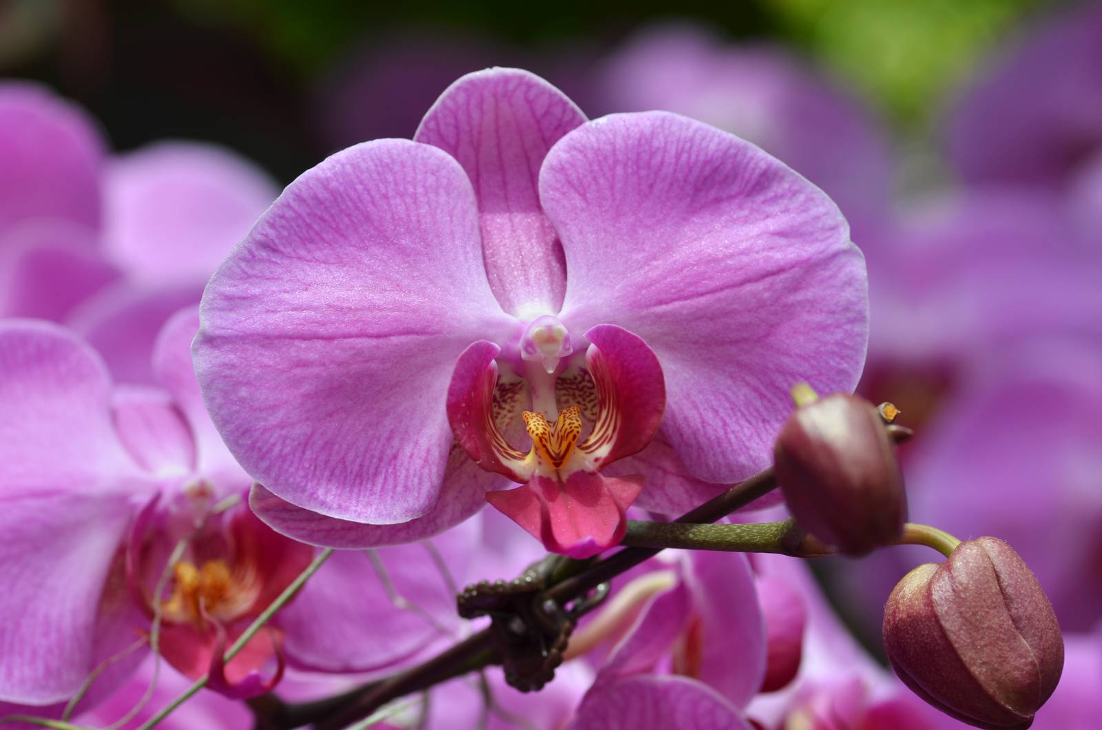 Come si vede in foto, i fiori dell'orchidea phalaenopsis assomigliano alle ali di una farfalla (da cui il nome).