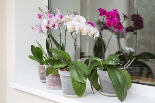L'orchidea phalaenopsis si coltiva in vaso nel nostro Paese.