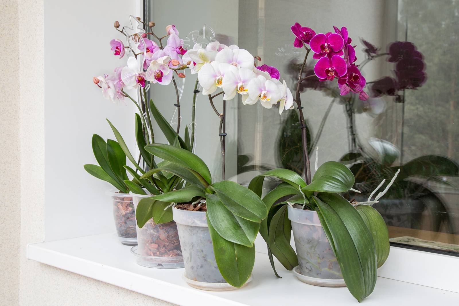 L'orchidea phalaenopsis si coltiva in vaso nel nostro Paese.