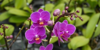 Orchidea phalaenopsis