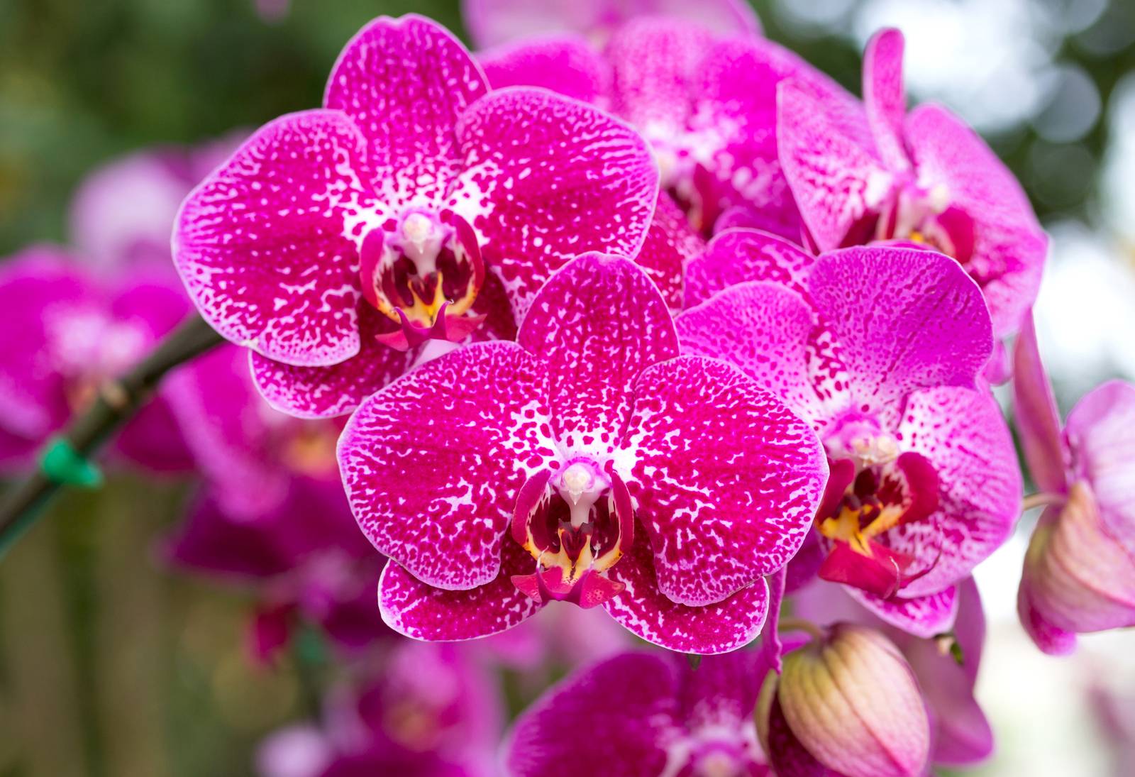 L'orchidea phalaenopsis vanta una straordinaria gamma di colorazioni possibili e screziature dei petali.