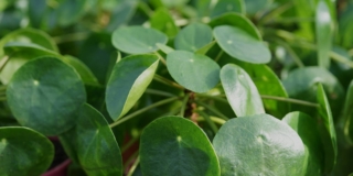 Pilea o pianta delle monete