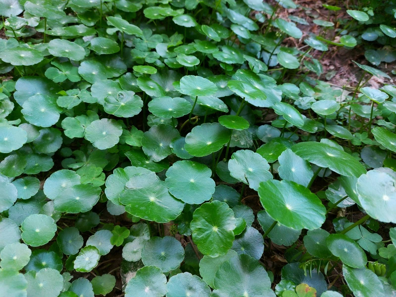 La pilea è una pianta tanto facile da propagare quanto veloce nella crescita.