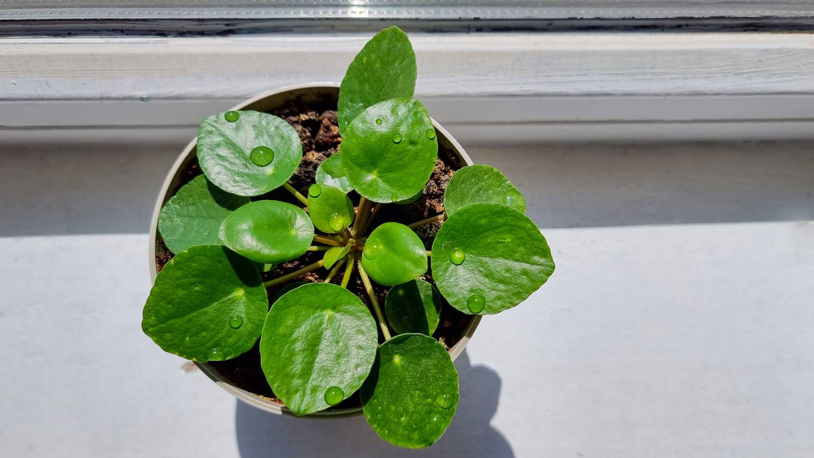 La pilea è una pianta da coltivare in vaso nel nostro Paese.
