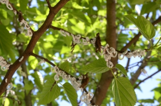 Takahashia japonica Takahashia japonica