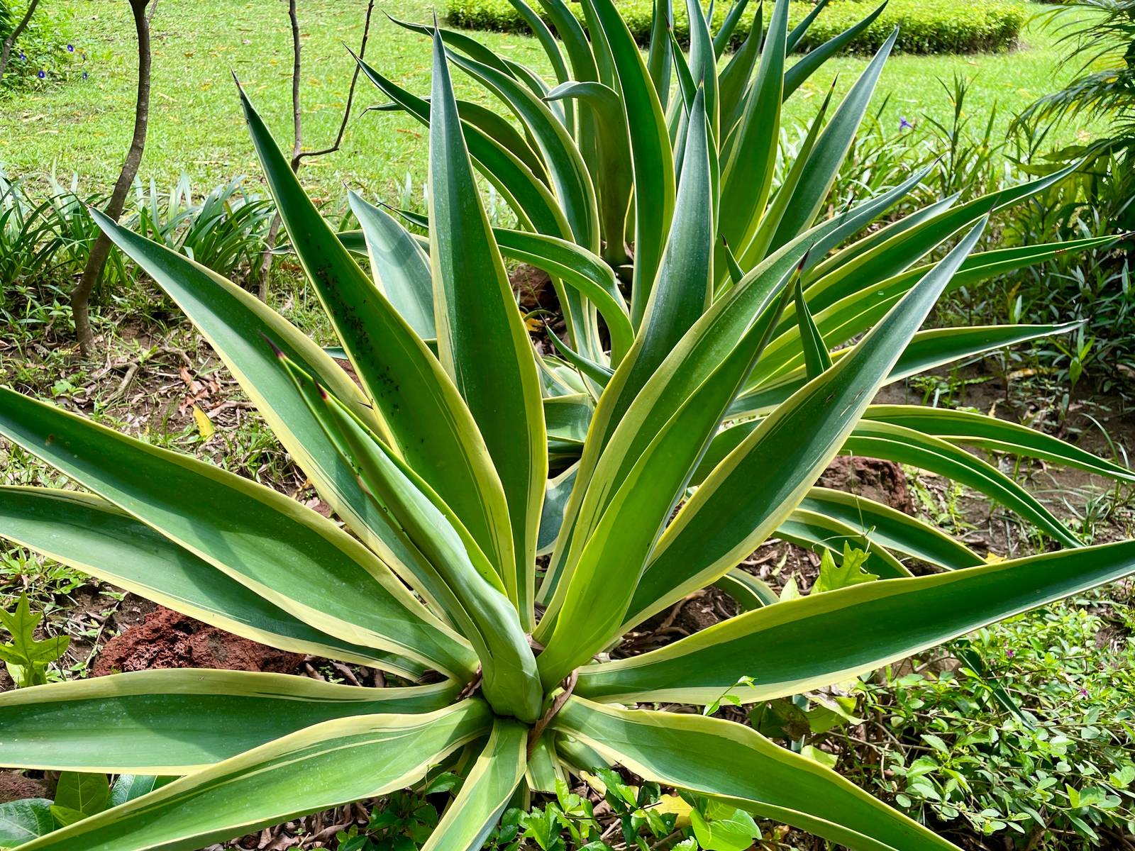 L'agave americana necessita di almeno 6-8 ore di luce solare diretta al giorno.