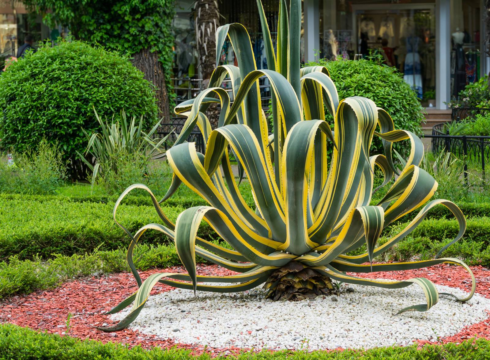 Sebbene in molte specie di agavi il fusto sia ridotto, l’agave americana può sviluppare un fusto più evidente (visibile in foto).