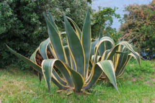 In natura e lasciata libera di crescere, l'agave americana raggiunge dimensioni imponenti.