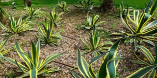Agave americana