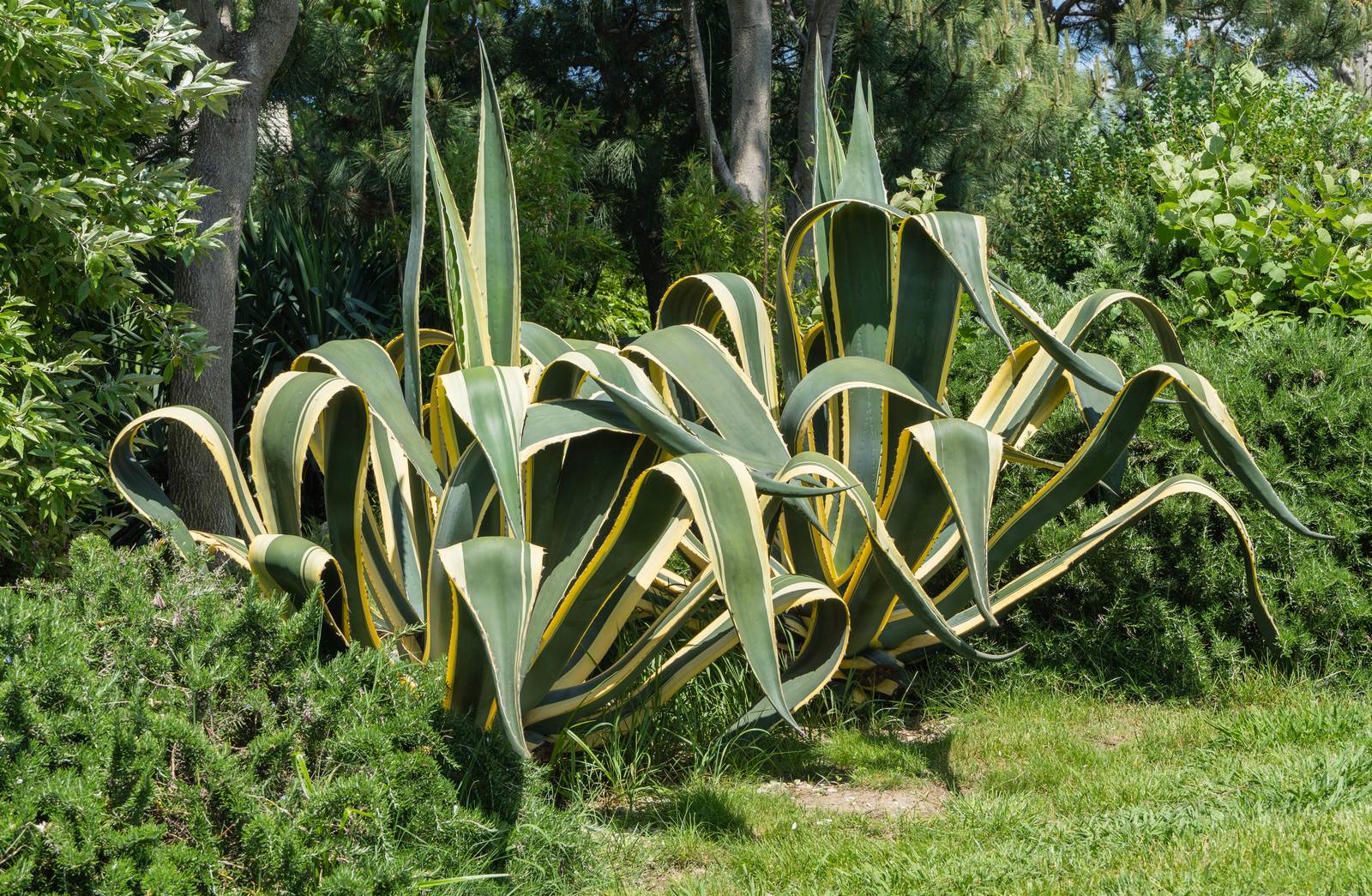 L’agave americana è una pianta xerofila, ossia ama i climi caldi e aridi.