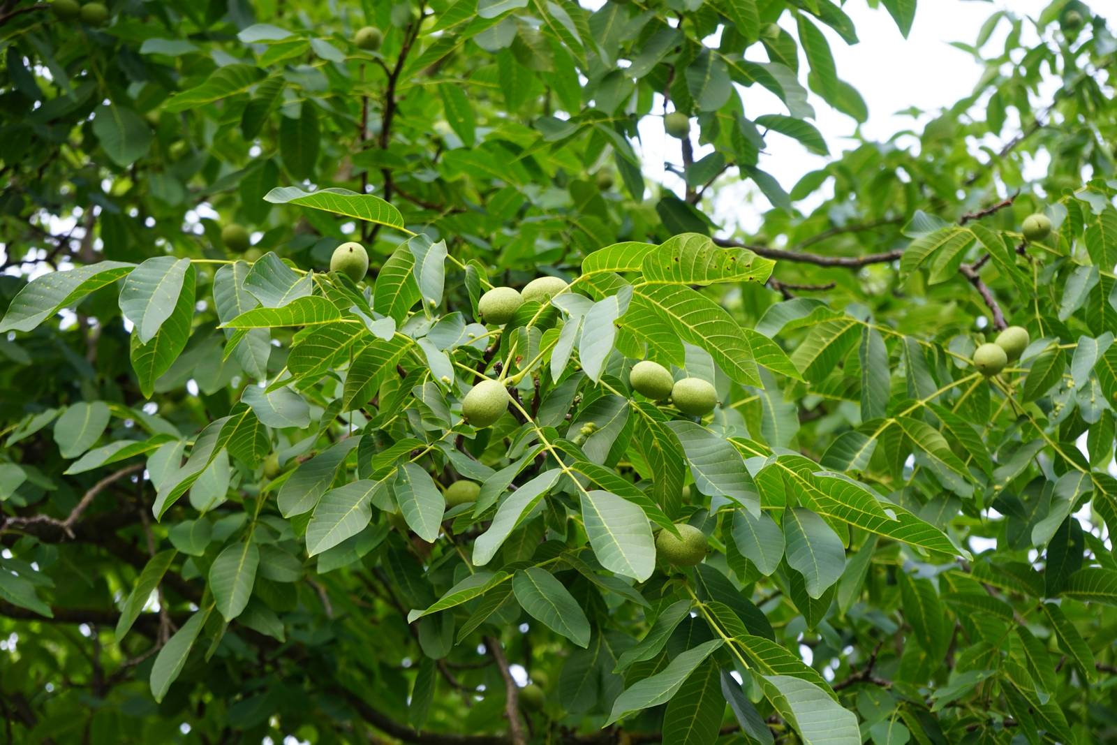 Le noci si raccolgono in autunno, con la tecnica della bacchiatura. Le noci si raccolgono in autunno, con la tecnica della bacchiatura.