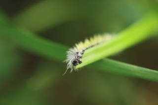 bruco peloso
