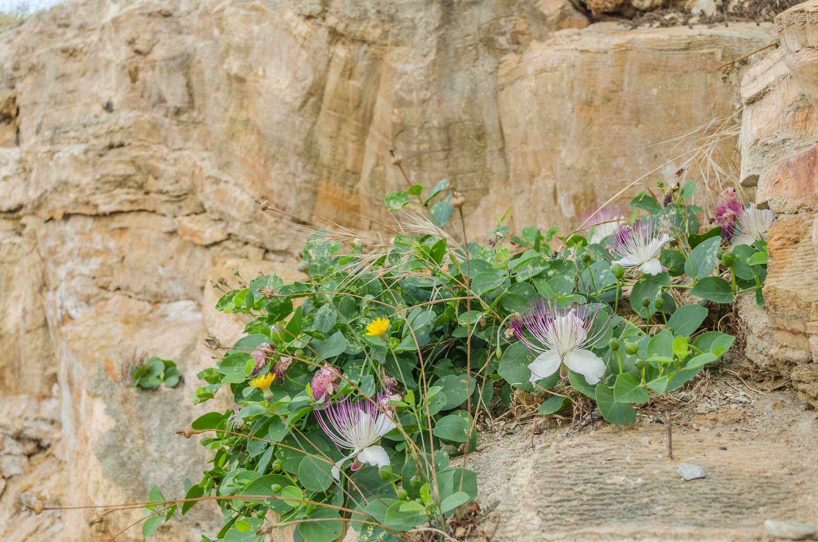 Il suo portamento strisciante rende il cappero una bellissima pianta "a cascata", ideale per muri o per giardini rocciosi.  