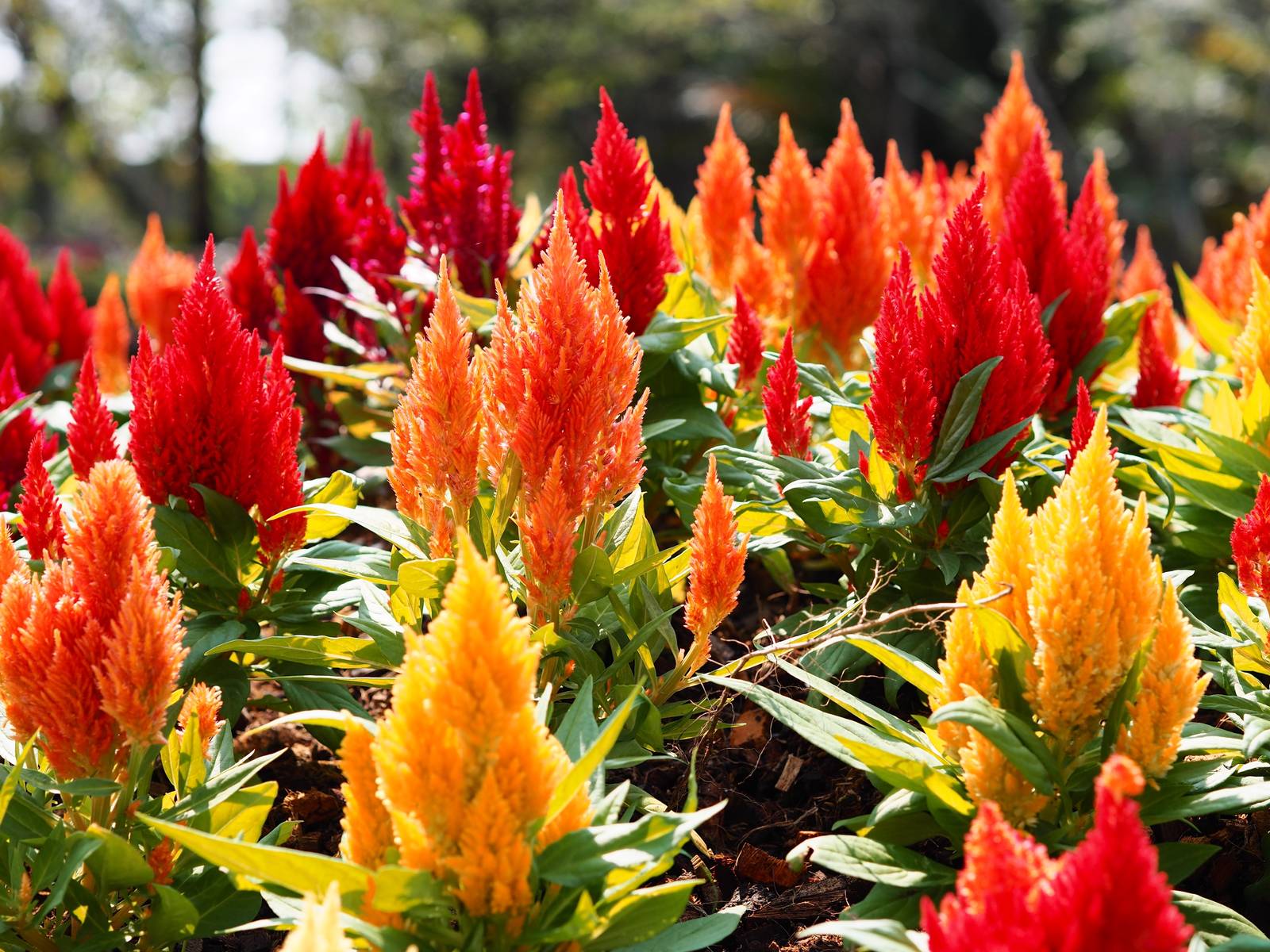 La celosia è una pianta che fiorisce durante l'estate. La celosia è una pianta che fiorisce durante l'estate.
