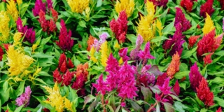 Celosia