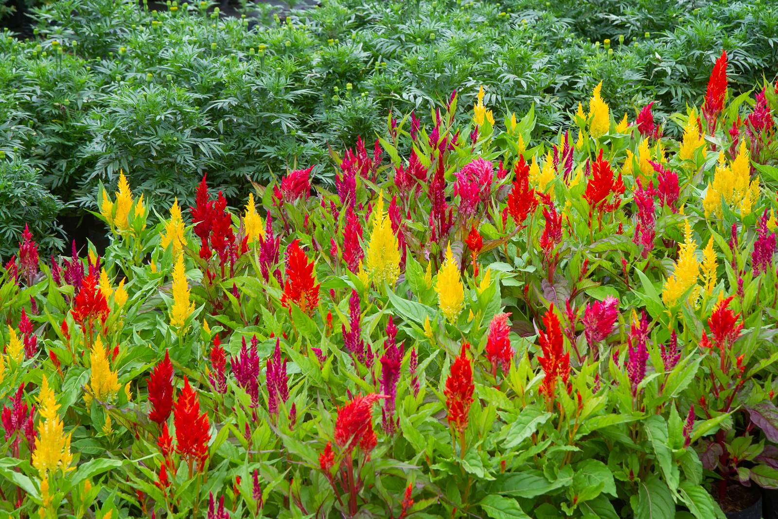 La celosia è perfetta per costituire coloratissime aiuole in giardino, ma solo se condizioni climatiche lo permettono. La celosia è perfetta per costituire coloratissime aiuole in giardino, ma solo se condizioni climatiche lo permettono.