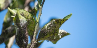 Come eliminare le cocciniglie
