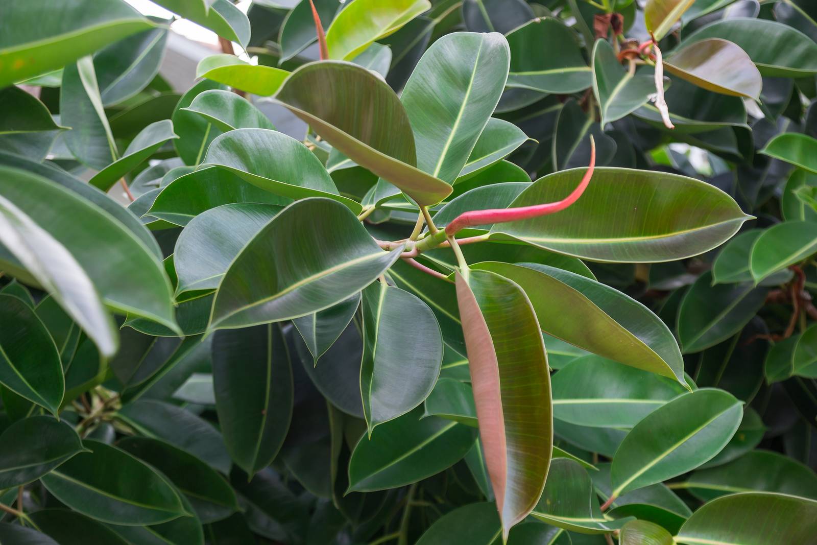 La pianta di ficus elastica si distingue per le sue grandi foglie ovali e lucide, spesso di un intenso colore verde scuro. La pianta di ficus elastica si distingue per le sue grandi foglie ovali e lucide, spesso di un intenso colore verde scuro.