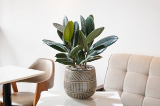 Il ficus elastica richiede un'esposizione in casa luminosa ma non diretta. Il ficus elastica richiede un'esposizione in casa luminosa ma non diretta.