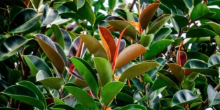 Ficus elastica o robusta