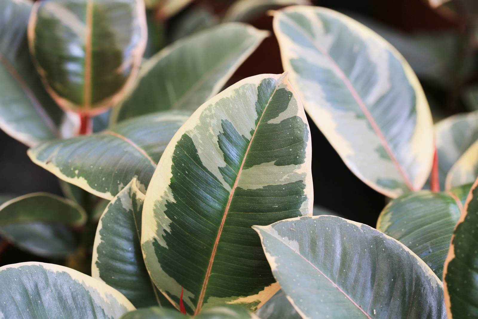 Come si vede in foto, esistono varietà di ficus elastica che offrono un'ampia gamma di colori delle foglie, tra cui sfumature di bianco, giallo, rosa e bordeaux. Come si vede in foto, esistono varietà di ficus elastica che offrono un'ampia gamma di colori delle foglie, tra cui sfumature di bianco, giallo, rosa e bordeaux.