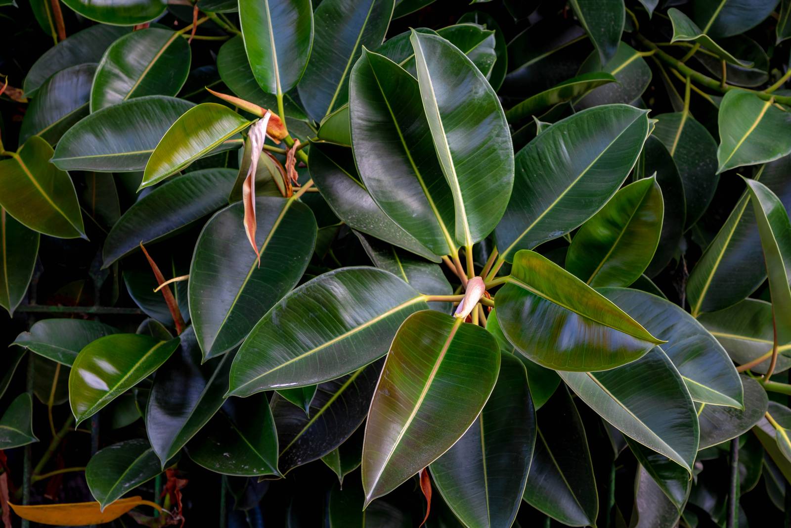 Anche se fiorisce di rado alle nostre latitudini, il ficus elastica è apprezzato per il bellissimo fogliame ampio e carnoso. Anche se fiorisce di rado alle nostre latitudini, il ficus elastica è apprezzato per il bellissimo fogliame ampio e carnoso.