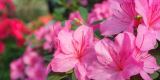 Come curare l’azalea in vaso e in giardino