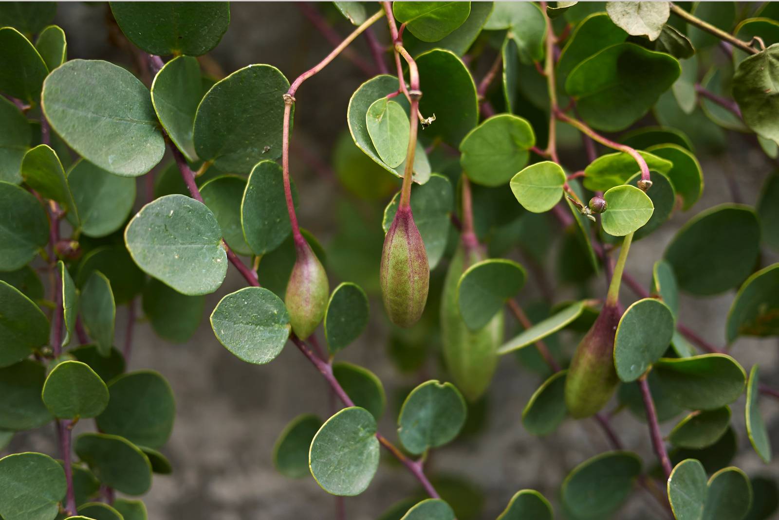 Come si vede in foto, le foglie della pianta del cappero hanno forma arrotondata, sono carnose e alternate.