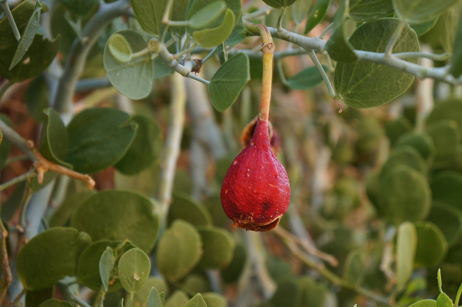 Il cappero ha un uso prevalentemente culinario: i frutti giovani (bacche di cappero) e le punte tenere dei rami possono essere conservati sottaceto e usati come condimento. I germogli giovani, invece, possono essere cotti e consumati come gli asparagi.  