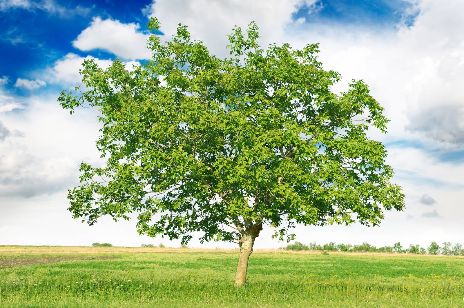 Per le sue dimensioni imponenti, l'albero di noce necessita di essere coltivato in piena terra. Per le sue dimensioni imponenti, l'albero di noce necessita di essere coltivato in piena terra.