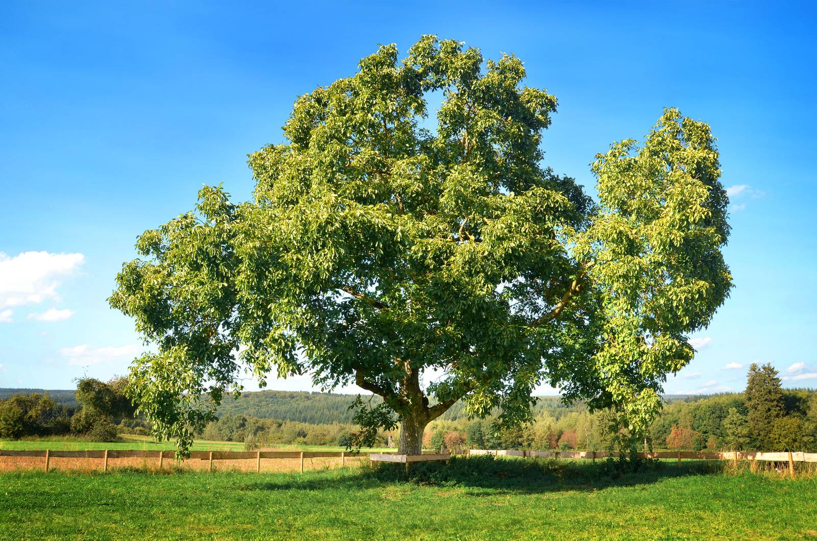 Il noce è un albero caducifoglio, con chioma larga ed espansa. Il noce è un albero caducifoglio, con chioma larga ed espansa.