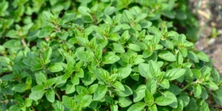 Origano pianta