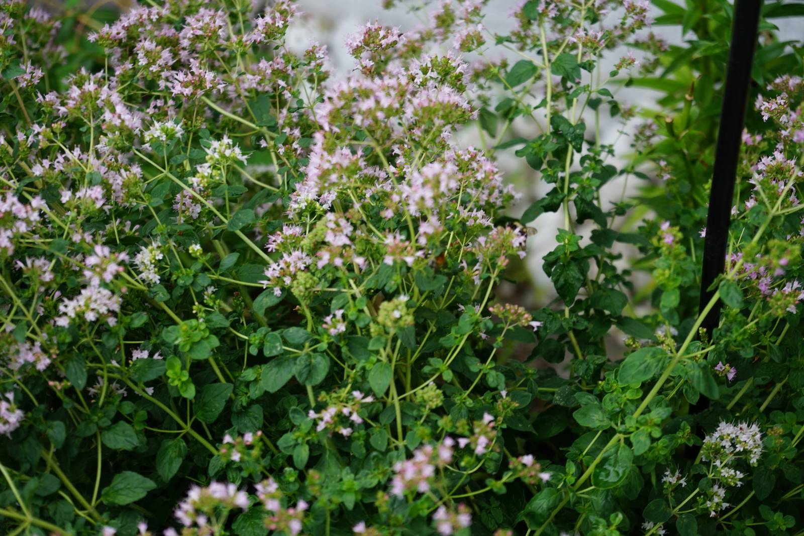 Come si vede in foto, i fiori di origano spaziano dal rosa al lilla e si formano all'apice dei rametti. Come si vede in foto, i fiori di origano spaziano dal rosa al lilla e si formano all'apice dei rametti.