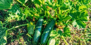 Orto di giugno
