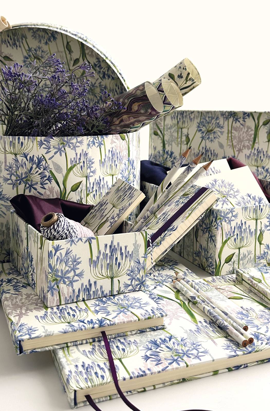 Tassotti fantasia Agapanthus Tassotti fantasia Agapanthus