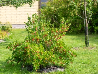 Come si vede in foto, l'uva spina ha un portamento cespuglioso e spesso disordinato e non supera il metro e mezzo di altezza. Come si vede in foto, l'uva spina ha un portamento cespuglioso e spesso disordinato e non supera il metro e mezzo di altezza.