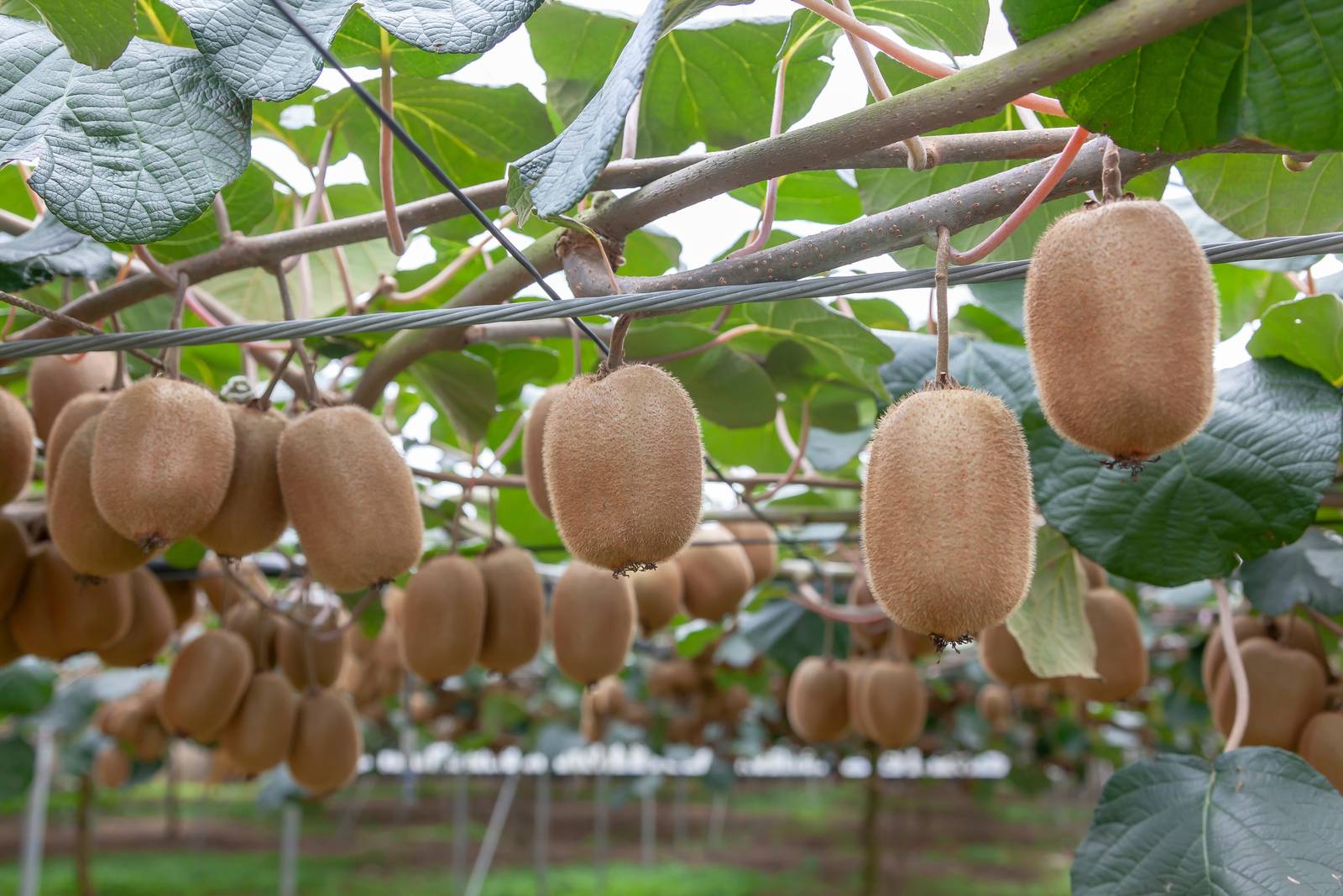 I kiwi si raccolgono a partire da fine estate/inizio autunno, a maturazione ancora incompleta.
