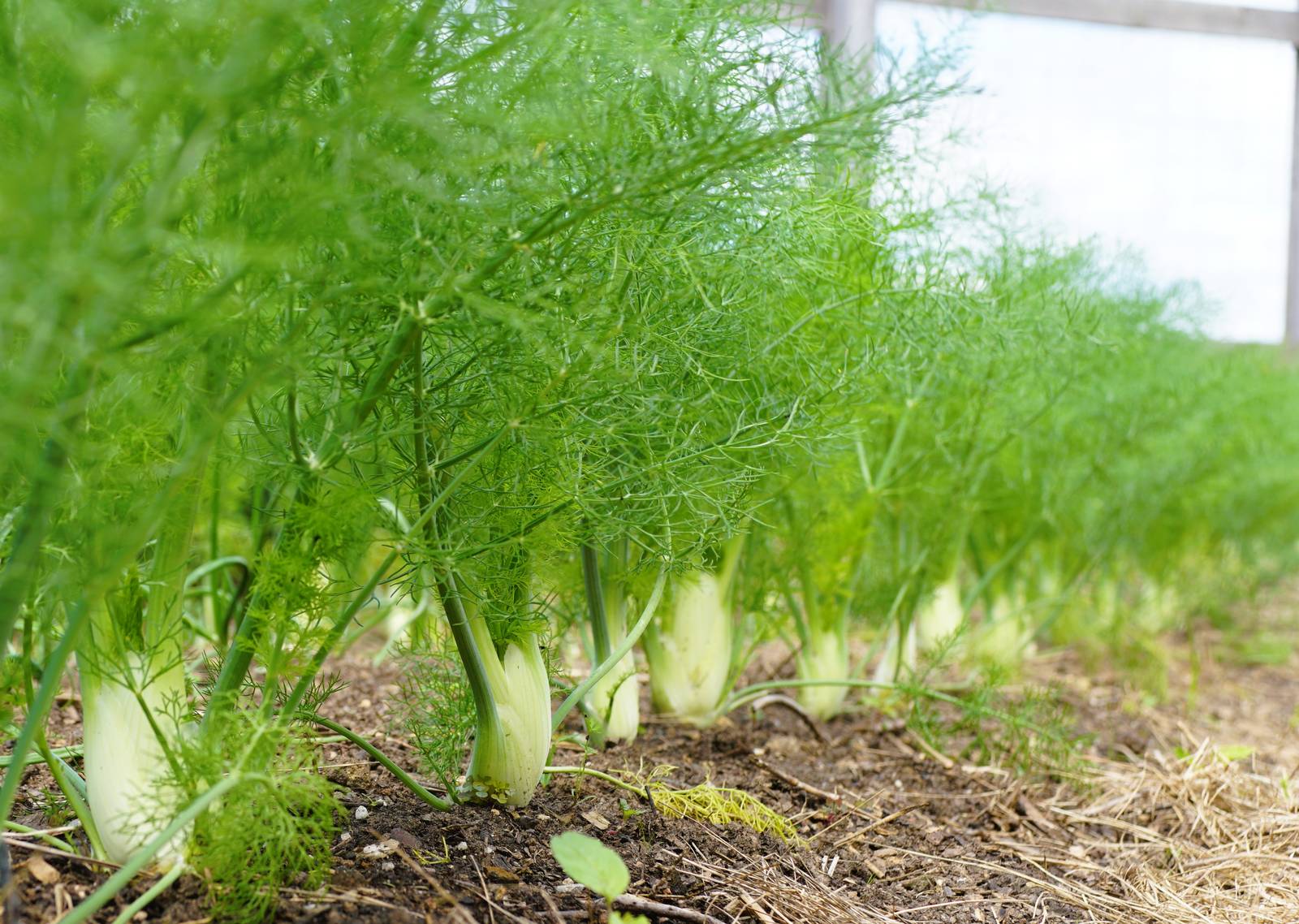 La pianta di finocchio predilige terreni soffici, umidi e fertili. La pianta di finocchio predilige terreni soffici, umidi e fertili.