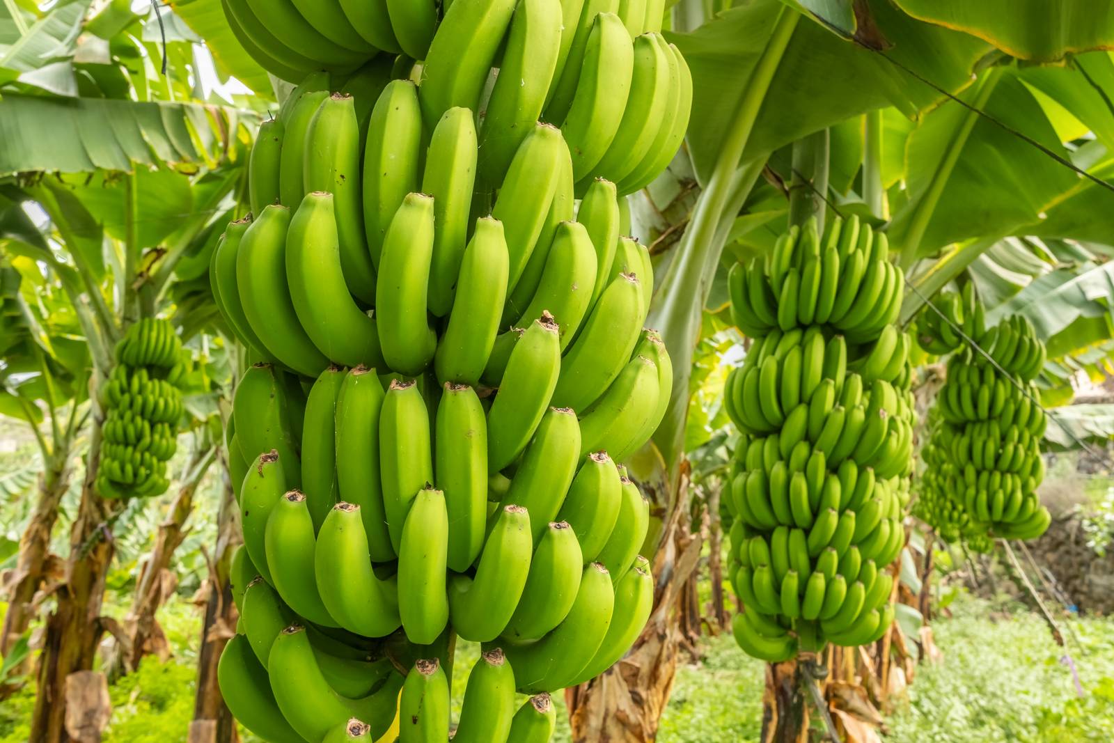 Le banane crescono verso l'alto ma, attirate dalla forza di gravità, tendono ad assumere la particolare forma ricurva. Le banane crescono verso l'alto ma, attirate dalla forza di gravità, tendono ad assumere la particolare forma ricurva.