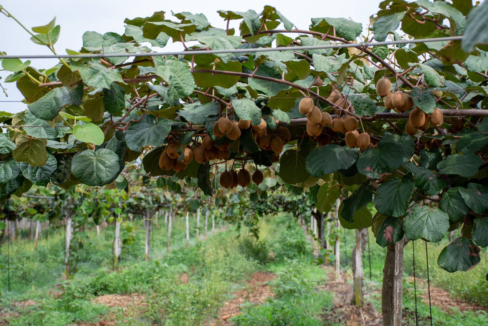 I frutti della pianta di kiwi hanno forma ovale, sono di colore bruno e ricoperti da una leggera peluria.