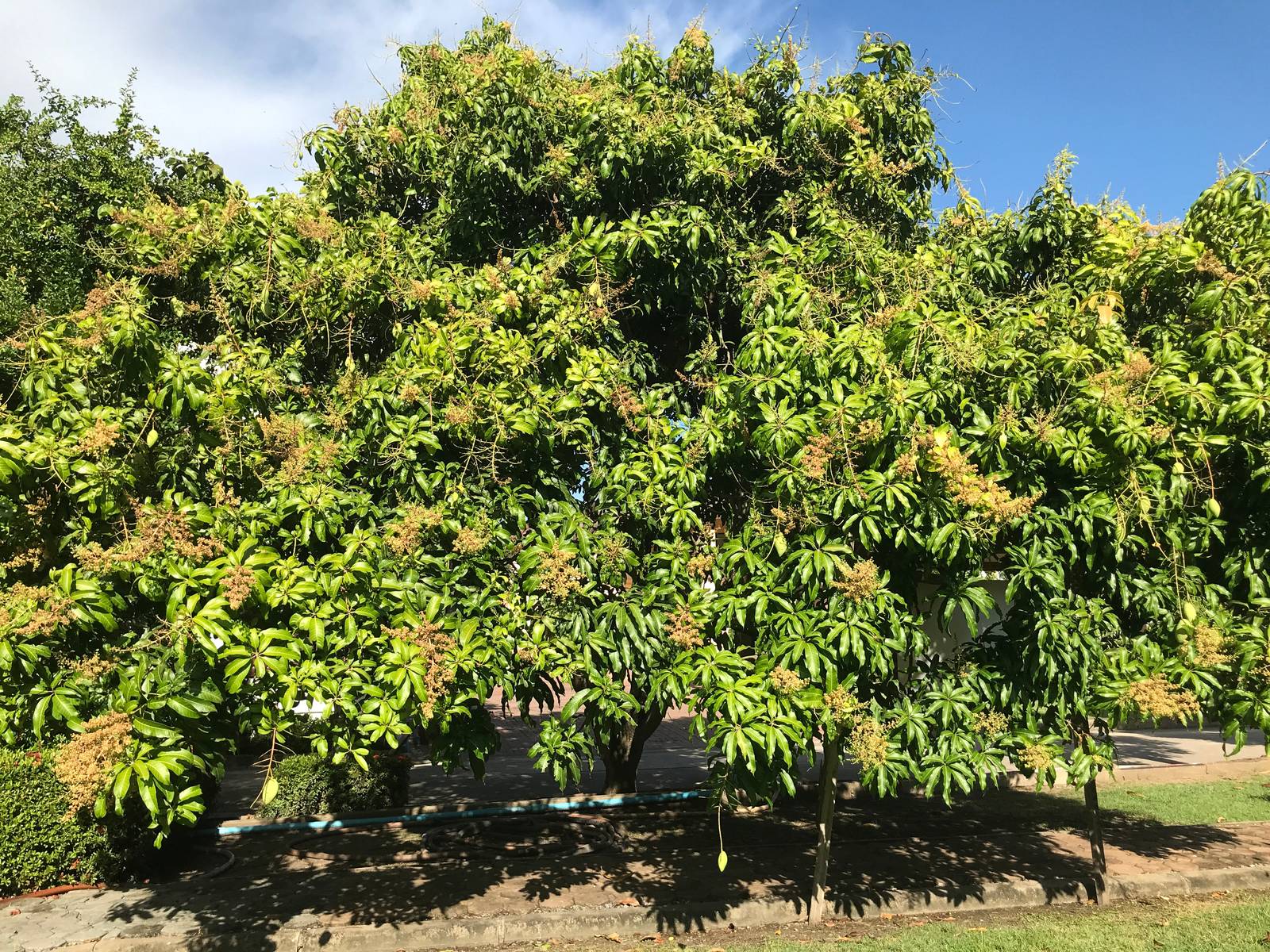 Il mango necessita di alte temperature e luce solare diretta per diverse ore al giorno per poter crescere e fruttificare.